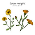 Common marigold Calendula officinalis , medicinal plant