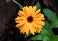 common marigold, macro, HOrizontal photo, 2023, summer Royalty Free Stock Photo