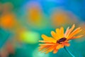 Common marigold flower in the garden Royalty Free Stock Photo