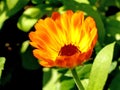 Common marigold in a garden Royalty Free Stock Photo