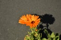 Common marigold in a garden Royalty Free Stock Photo