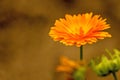 Common marigold in a garden Royalty Free Stock Photo