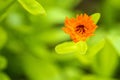 Common marigold in a garden Royalty Free Stock Photo