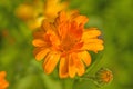 Common marigold in a garden Royalty Free Stock Photo