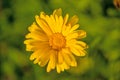 Common marigold in a garden Royalty Free Stock Photo