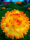 Wet common marigold, Calendula officinalis, golden flower in dew drops Royalty Free Stock Photo
