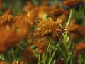 Common marigolds, Calendula officinalis, blooming Royalty Free Stock Photo