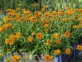 Common marigolds, Calendula officinalis, blooming Royalty Free Stock Photo