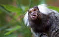 Common Marmoset