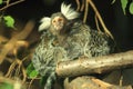 Common marmoset