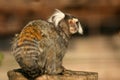 Common marmoset