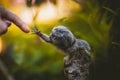 The common marmoset baby on the branch in summer garden with humsn hand