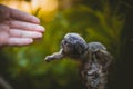 The common marmoset baby on the branch in summer garden with humsn hand