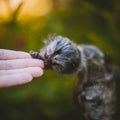 The common marmoset baby on the branch in summer garden with humsn hand