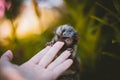 The common marmoset baby on the branch in summer garden with humsn hand