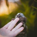 The common marmoset baby on the branch in summer garden with humsn hand