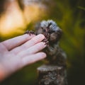 The common marmoset baby on the branch in summer garden with humsn hand