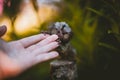 The common marmoset baby on the branch in summer garden with humsn hand