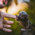 The common marmoset baby on the branch in summer garden with humsn hand