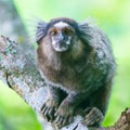Common marmoset - Callithrix jacchus. Royalty Free Stock Photo