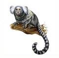 The common marmoset Callithrix jacchus