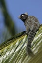 Common marmoset, Callithrix jacchus Royalty Free Stock Photo