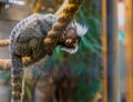 Common marmoset sitting on a rope, popular and funny zoo animal, tropical monkey from Brazil