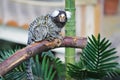 Common marmoset sitting on tree branch Royalty Free Stock Photo