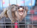 Common marmoset or small monkey in steel cage Royalty Free Stock Photo