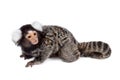 The common marmoset on white Royalty Free Stock Photo