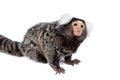 The common marmoset on white Royalty Free Stock Photo