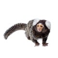The common marmoset on white Royalty Free Stock Photo