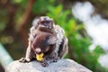 The common marmoset White-eared female monkey eating banana wit