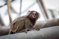 Common marmoset or White-eared marmoset Royalty Free Stock Photo