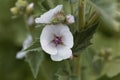 Common marsh mallow, Althaea officinalis