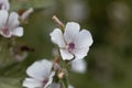 Common marsh mallow, Althaea officinalis Royalty Free Stock Photo