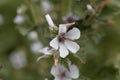 Common marsh mallow, Althaea officinalis Royalty Free Stock Photo