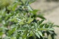 Common marsh mallow