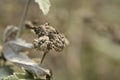 Common marsh mallow