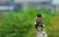 Common mayana  in perch Royalty Free Stock Photo