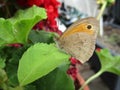 The Common `Meadow Brown` Butterfly