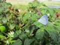 The Common `Meadow Brown` Butterfly