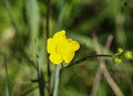 common meadow buttercup or tall buttercup (Ranunculus acris) blooming in spring Royalty Free Stock Photo