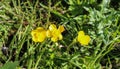 common meadow buttercup or tall buttercup (Ranunculus acris) blooming in spring Royalty Free Stock Photo