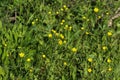 common meadow buttercup or tall buttercup (Ranunculus acris) blooming in spring Royalty Free Stock Photo