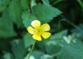 common meadow buttercup or tall buttercup (Ranunculus acris) blooming in spring Royalty Free Stock Photo