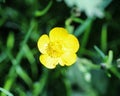 common meadow buttercup or tall buttercup (Ranunculus acris) blooming in spring Royalty Free Stock Photo
