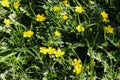 common meadow buttercup or tall buttercup (Ranunculus acris) blooming in spring Royalty Free Stock Photo