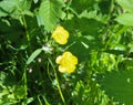 common meadow buttercup or tall buttercup (Ranunculus acris) blooming in spring Royalty Free Stock Photo