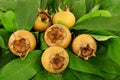 Common Medlar Fruit Royalty Free Stock Photo